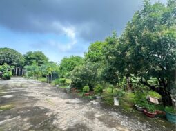 Bán đất vườn trái cây tại Long Điền 995m2 tặng nhà cấp 4